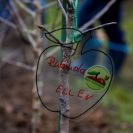 2015-kinderbaeume-40