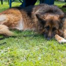 2015-bluetenfest-62
