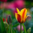 2018-Bluetenfest-002