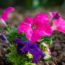 2018-Bluetenfest-003