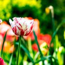 2018-Bluetenfest-004