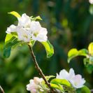 2018-Bluetenfest-006