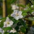 2018-Bluetenfest-020