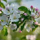 2018-Bluetenfest-021