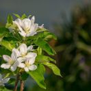 2018-Bluetenfest-022