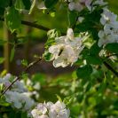 2018-Bluetenfest-023