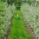 2018-Bluetenfest-024