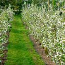 2018-Bluetenfest-025