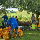 Kelterfest-2025-Fliessige-Bienchen-1