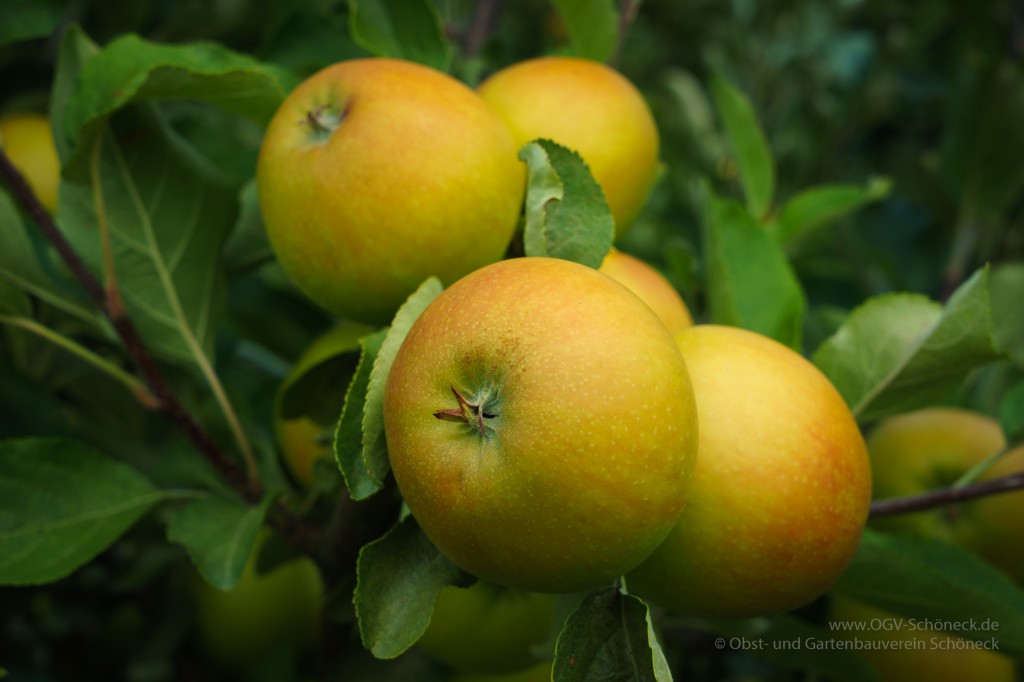 2015-Sommerschnitt-16