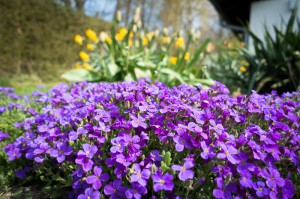 2016-Frühling-001