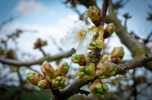 2016-Frühling-002